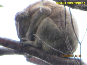 17_Koala in rain 1 of 4 sighted concurrently_11Jan2015.jpg
